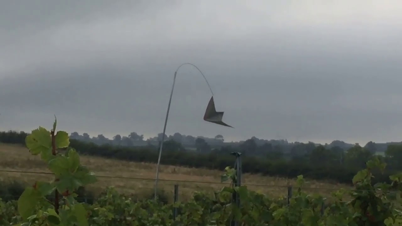 Hanwell Wine Bird Scaring Kite October 2016