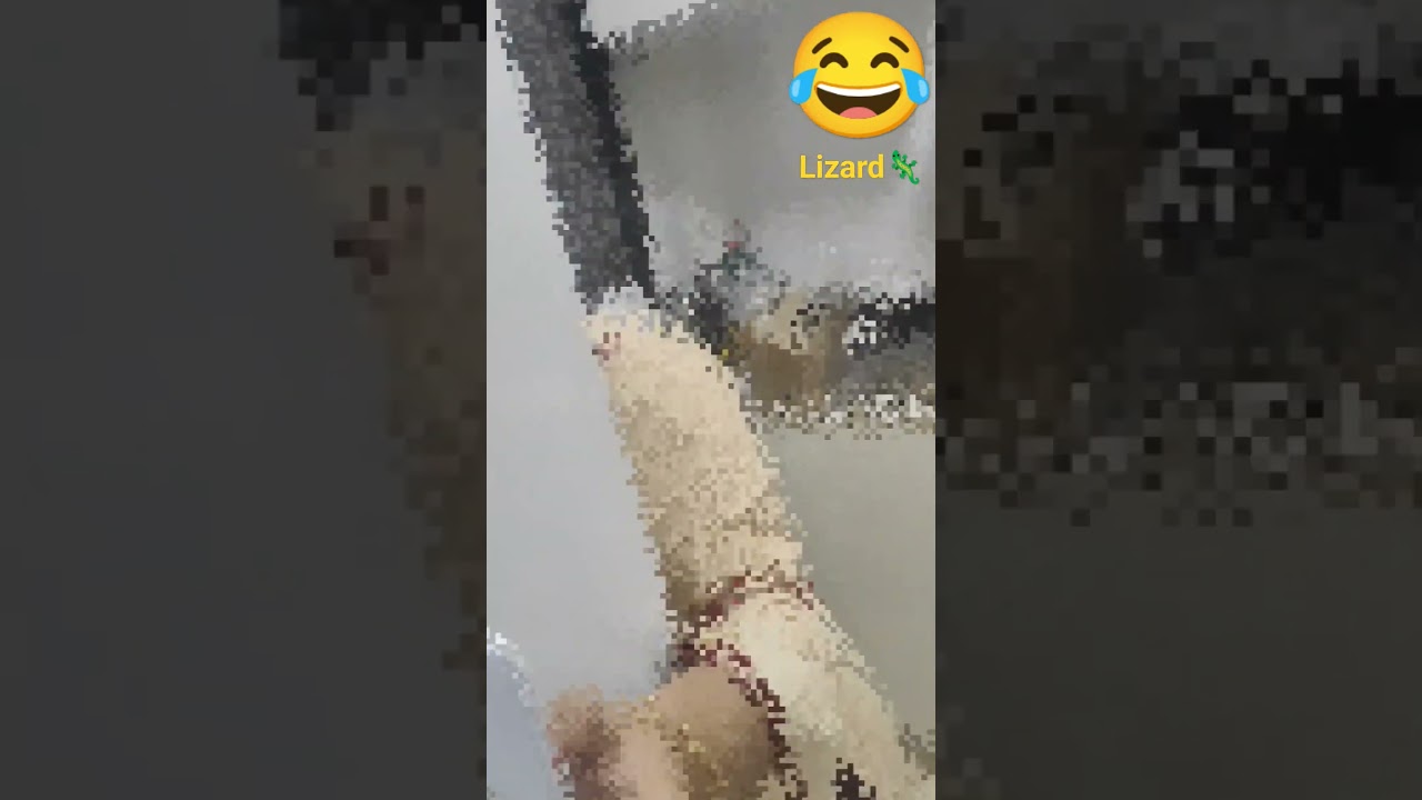 lizard prank 😂 