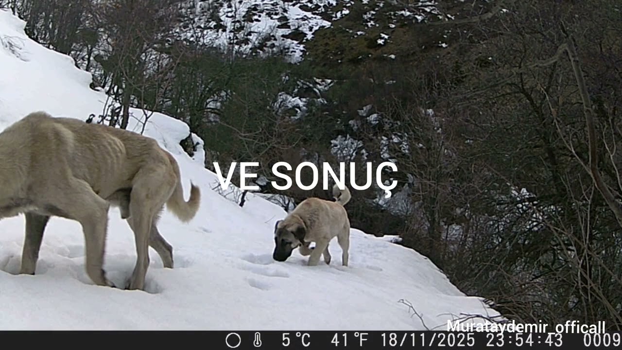 #tunceli #P&uuml;l&uuml;m&uuml;r #fotokapan #belgesel 