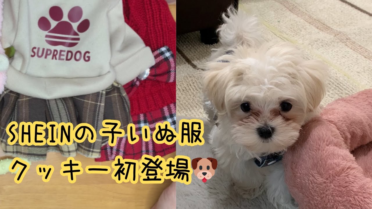 【子犬お迎え】SHEINの子いぬ服🐶🤍クッキー初登場｜ほぼ日と新しい暮らし