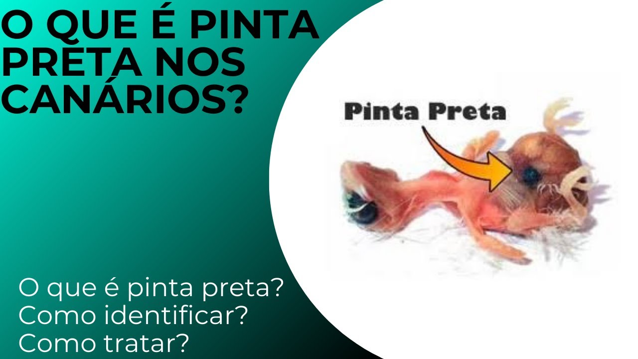 O que é pinta preta? Como identificar? Como tratar?