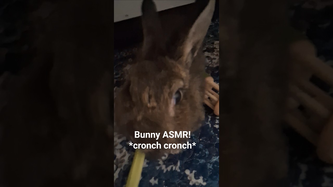 Bunny ASMR! *cronch cronch* 