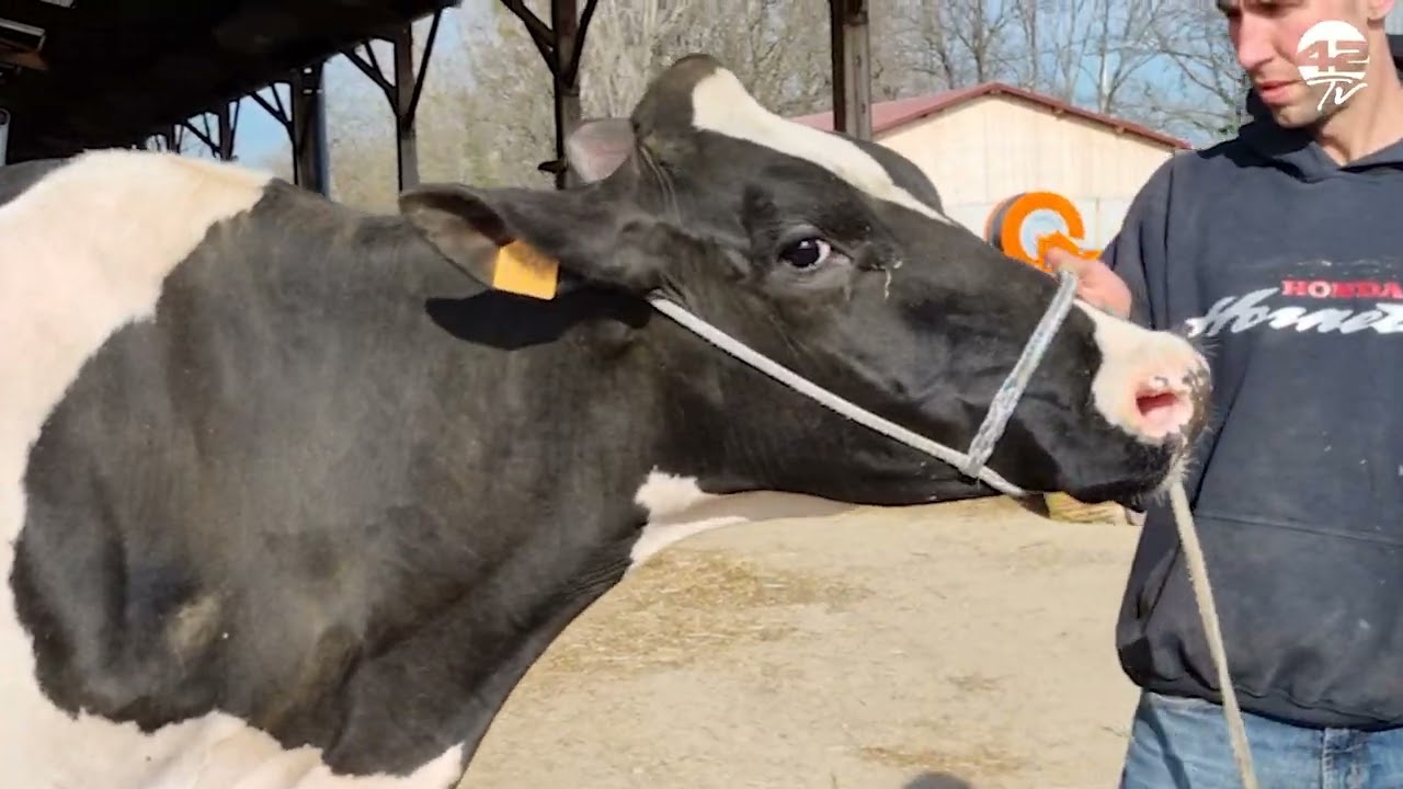𝟰𝟮𝗧𝗩 𝗜𝗻𝗳𝗼 | Salon de l'agriculture 2025 : une vache originaire de la Loire fait son show...