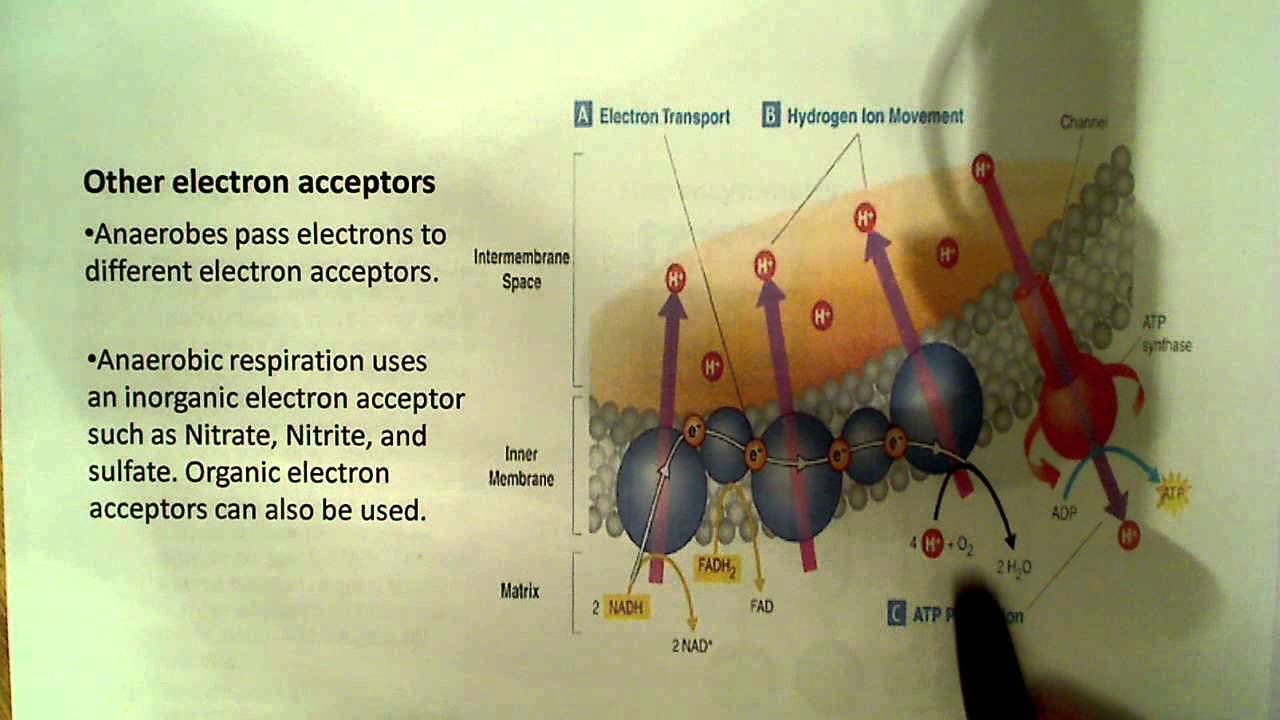 Bacteria oxygen requirements and counting bacteria
