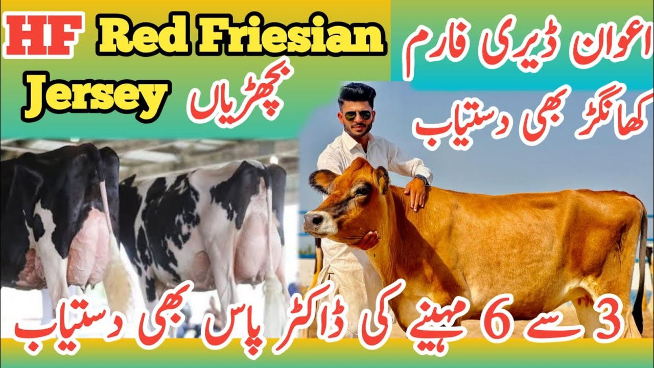 Awan Dairy Farm | HF Heifers | Red Friesian | Jersey | Cows | Top of 2023