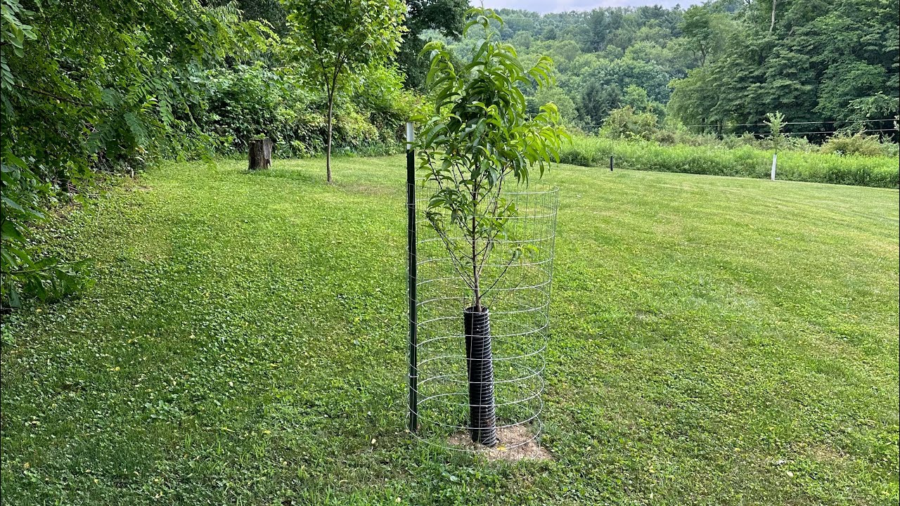BEST way to protect trees from DEER!