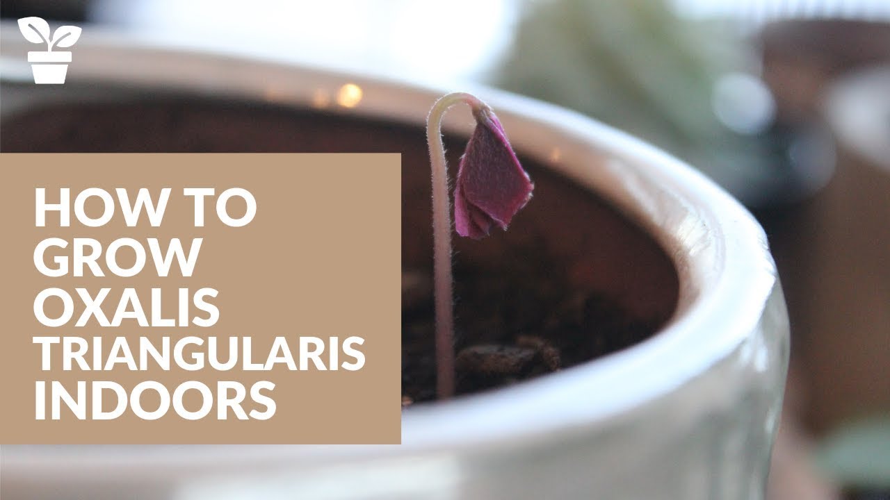 Easily Grow Oxalis Triangularis Indoors