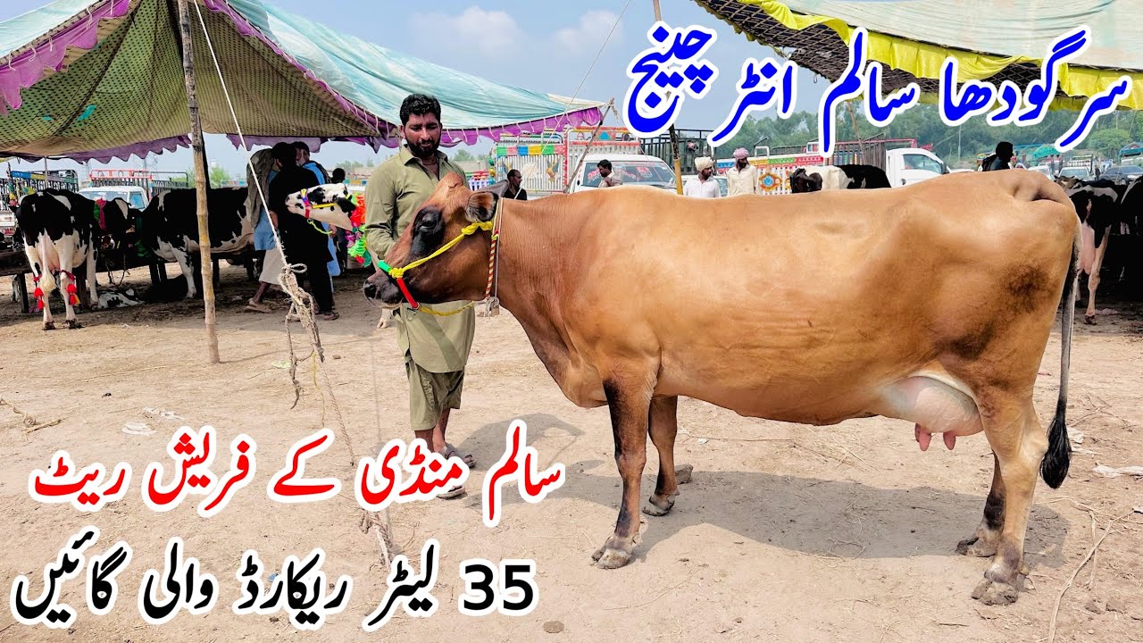 Salam Mandi fresh updated | Jersey Cow and Australian Friesian cholistani cross cows | 13August 2025