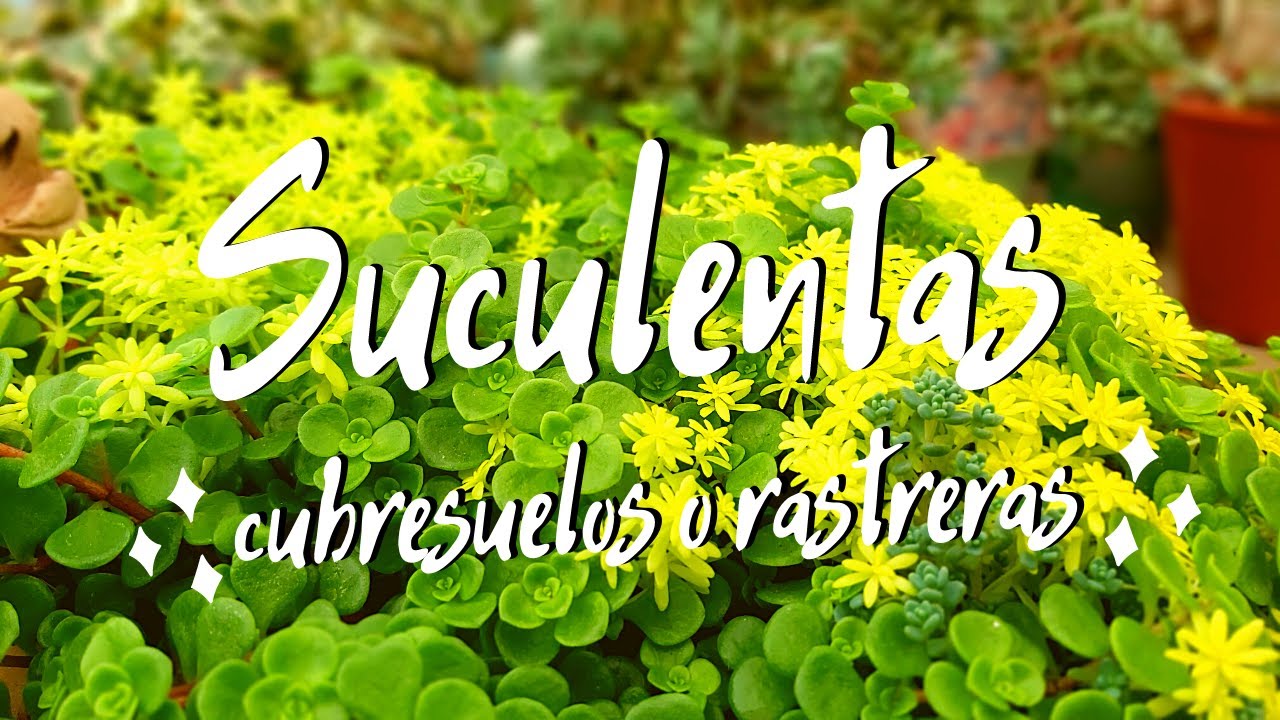 Suculentas rastreras o cubresuelo ideales para principiantes