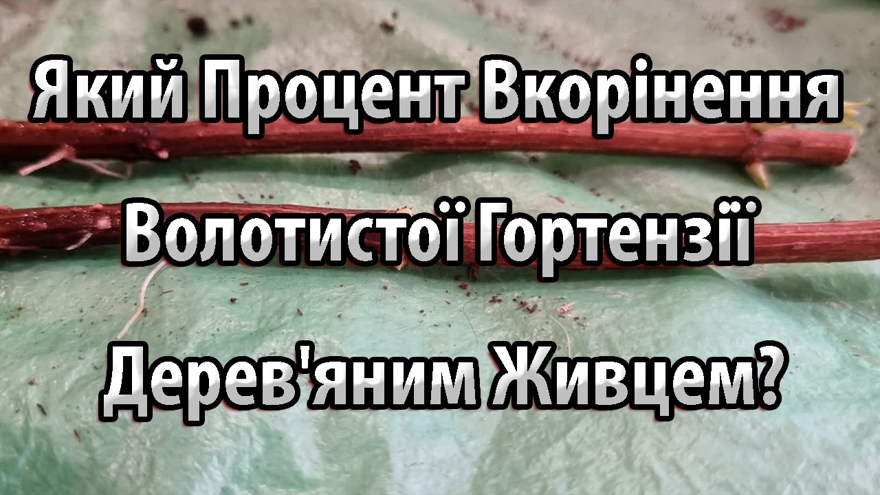 Процент Вкорінення Волотистої Гортензії Дерев'яним Живцем