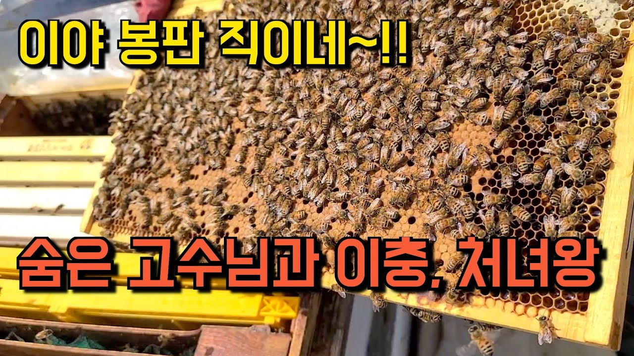 봄벌 초보양봉 / 숨은 고수님과 이충 1편