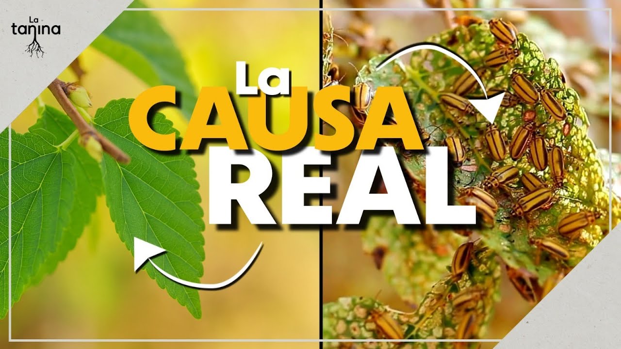 ¿Por qué unas plantas enferman y otras no? ☘️ TROFOBIOSIS