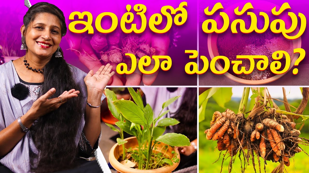 🔴 How to Grow Turmeric at Home 🌿 | Full Turmeric Plant Guide with 2-Month Results