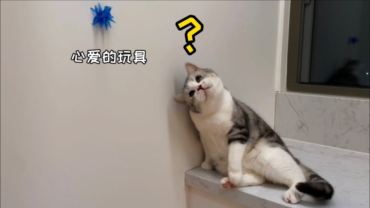 笑死！不小心把玩具扔天花板上了，我貓要長腦子啦？