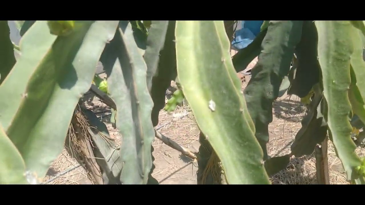 Pitahaya Vietnam White (autofertil)