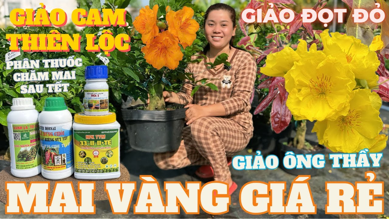18-03 CHỊ NGỌC HÂN Giao Lưu Mai Vàng Giá Rẻ, Cam Thiên Lộc, Giảo Ông Thầy, Đọt Đỏ • THÀNH TRỌNG LÊ