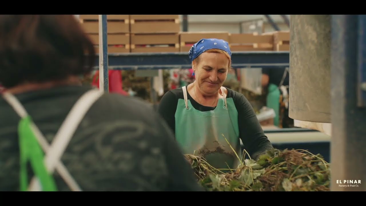 El Pinar. Innovation et production de plants et de fruits rouges.