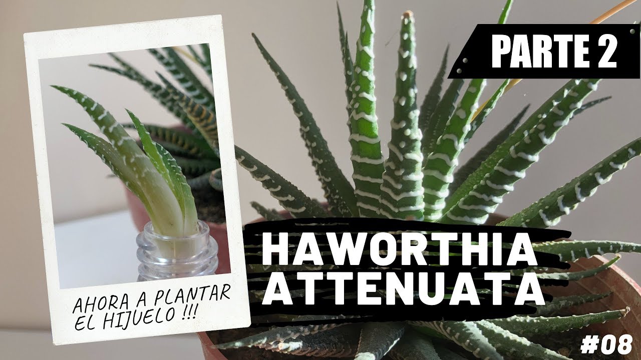 Haworthia Attenuata | Planta Cebra | PARTE 2