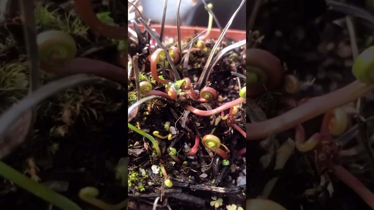 Drosera binata var. multifida f. pedata (Giant Form) - Waking Up from Dormancy