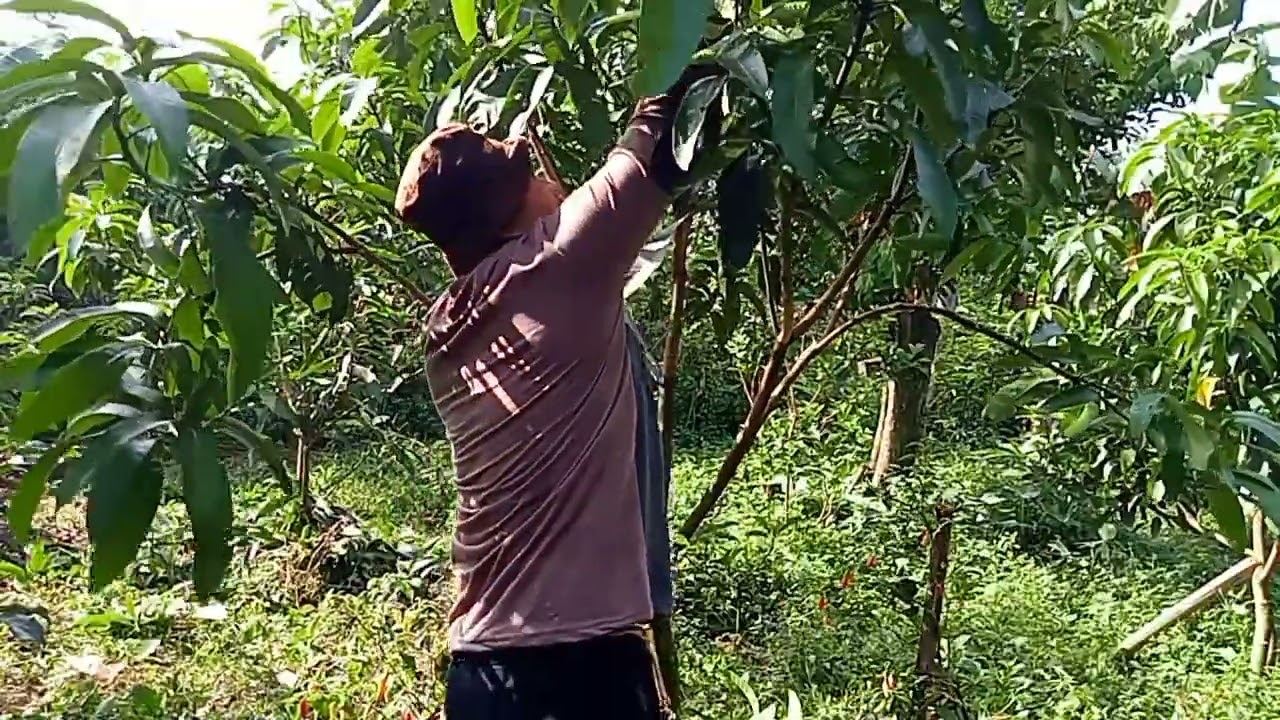 TUTORIAL PRUNING MANGGA KIOJAY DILAHAN