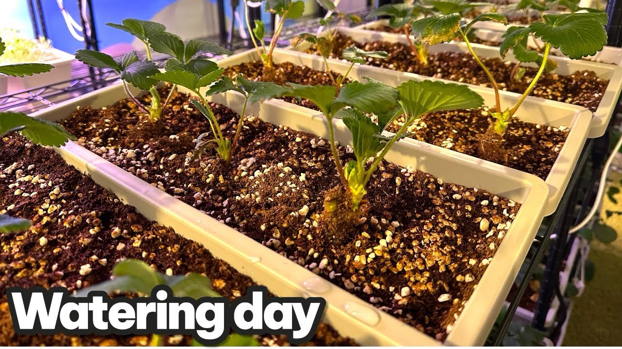 Watering day