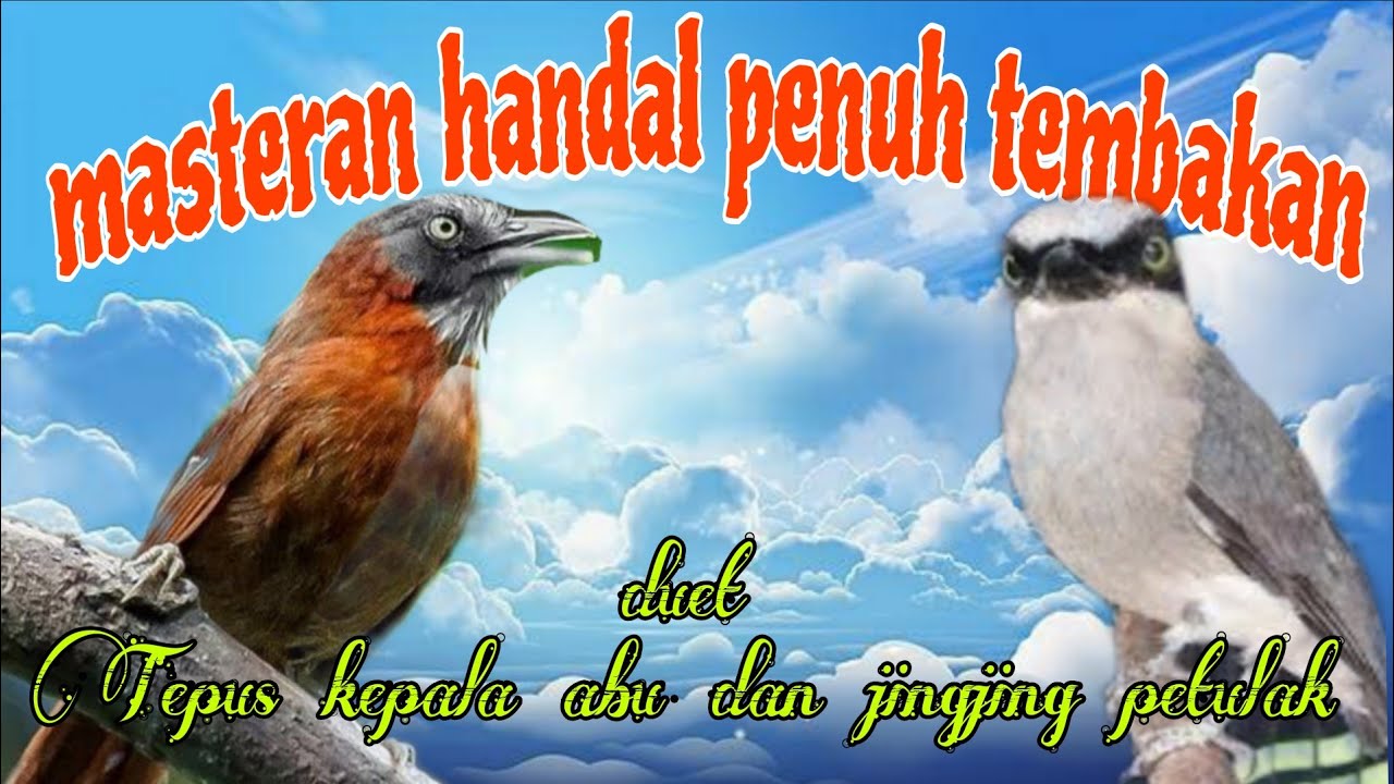 Tepus kepala abu abu jingjing petulak 🔥🔥 tembakan panjang dan jernih