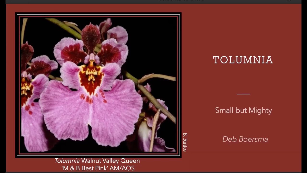 January 2026 - Deb Boersma talks about Tolumnias