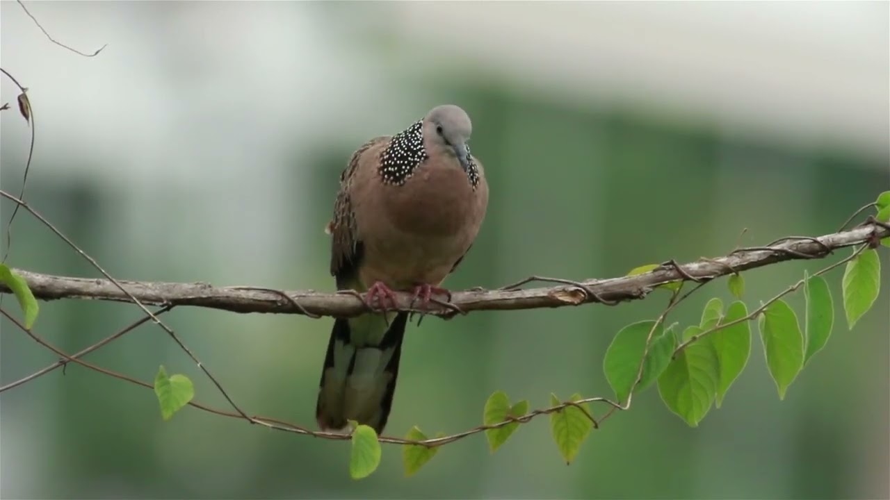 Dove amazing view #birds #dove #amazing #viral #trend #trending #birds_adored #birds_captures