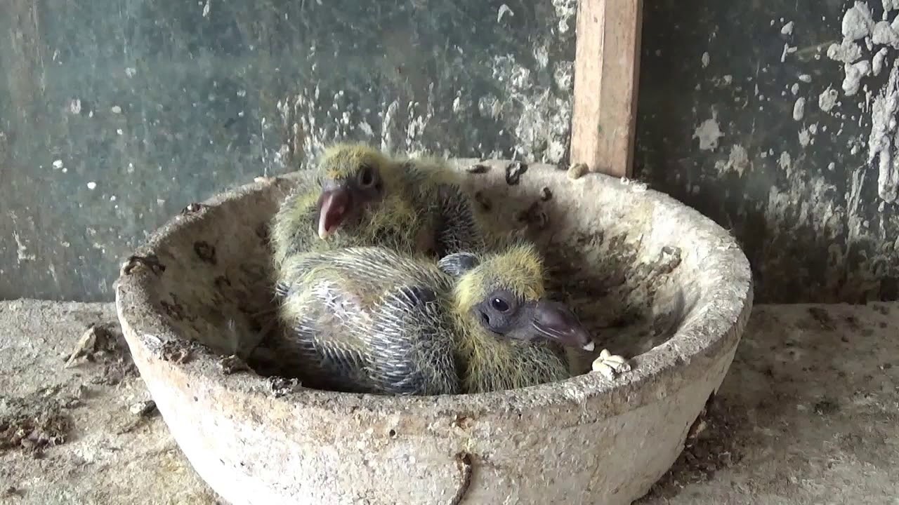 Racing Pigeons Breeder Mr Paraschiv Stanica Braila Romania reproduction pigeons 2020 June 18