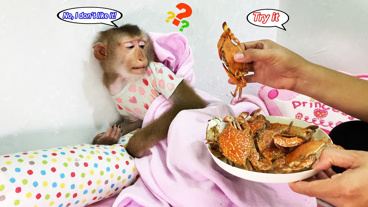 Что это? Мне не нравится! Манки Лили впервые пробует краба.