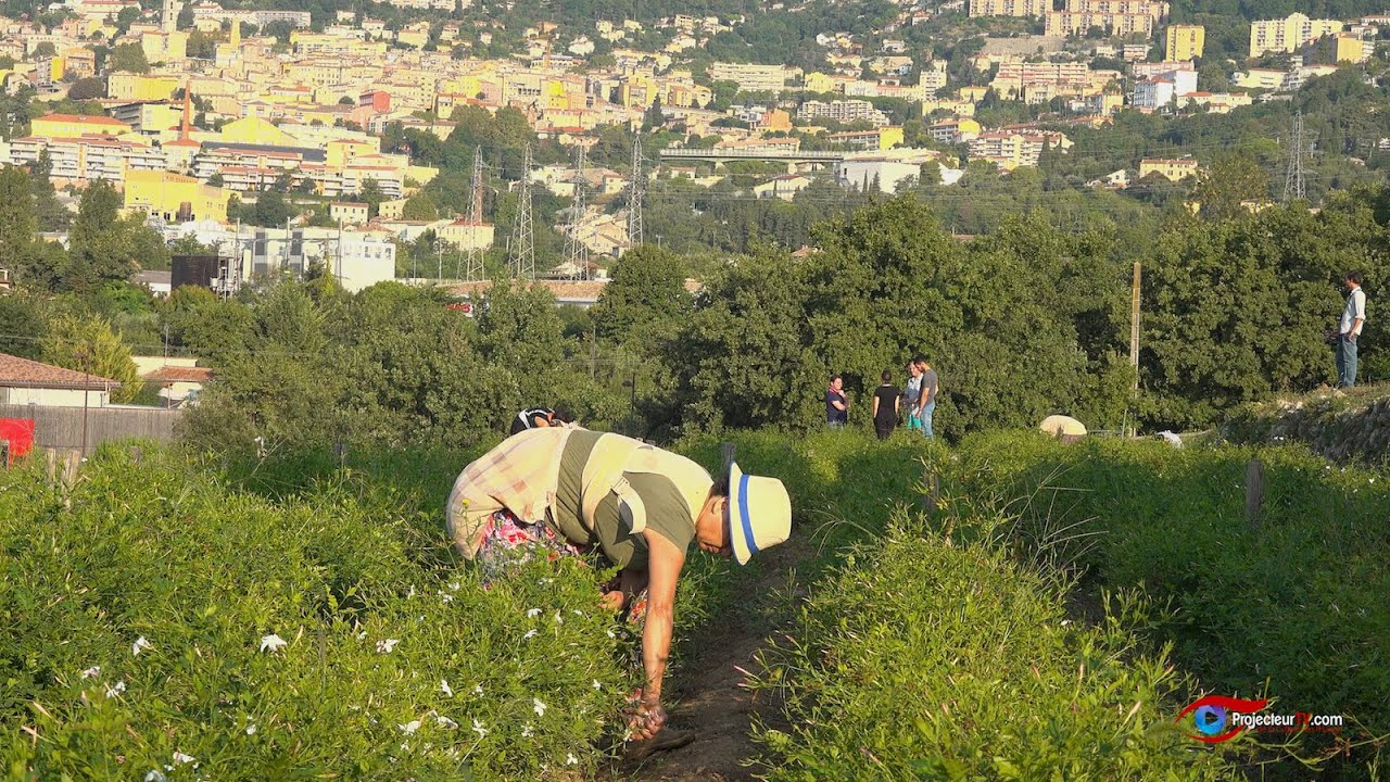Philippe Garnerone, cultivateur de Plantes à Parfums du Pays de Grasse