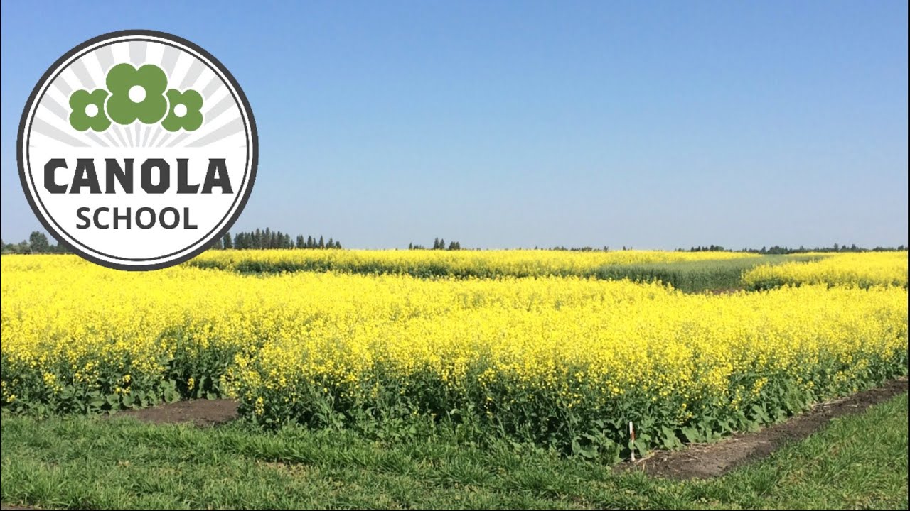 Canola School: Frequency of canola in rotation &mdash; the economics and the risks
