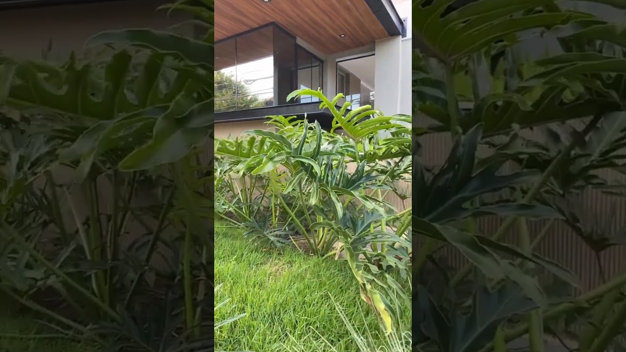 Bora l&aacute; aprender que planta &eacute; est&aacute; e proteger cada vez mais o seu lar com ela?