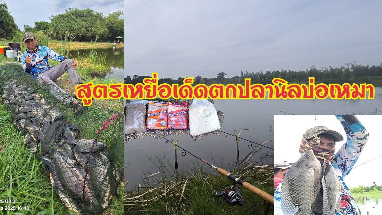 เหยื่ิอตกปลานิลบ่อเหมาง่ายๆ🐟🐟กินยกฝูง‼️ ผสมหน้าบ่อตกได้เลย ใช้ได้ทั้งตกหน้าดิน‼️ ชิงหลิว‼️ สปิ๋ว