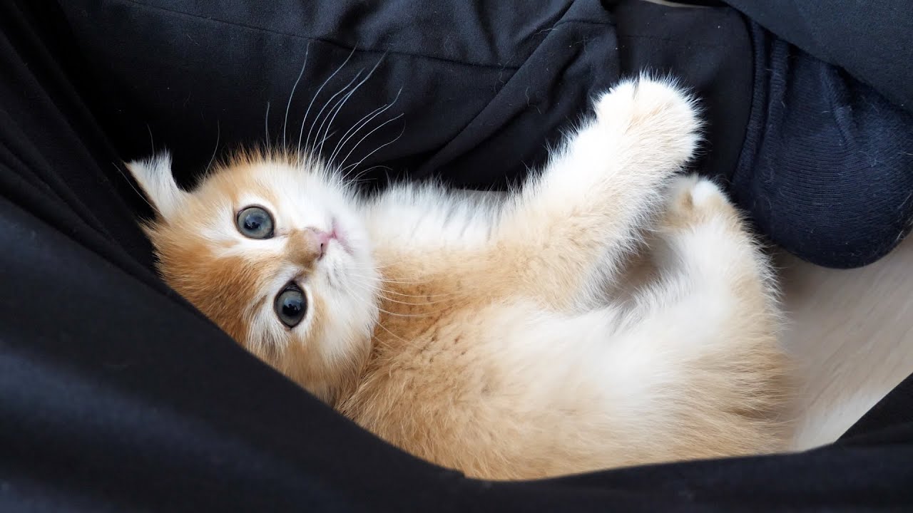 Милый котенок, который ведет себя очень ласково, но злится, когда трогаешь его живот...