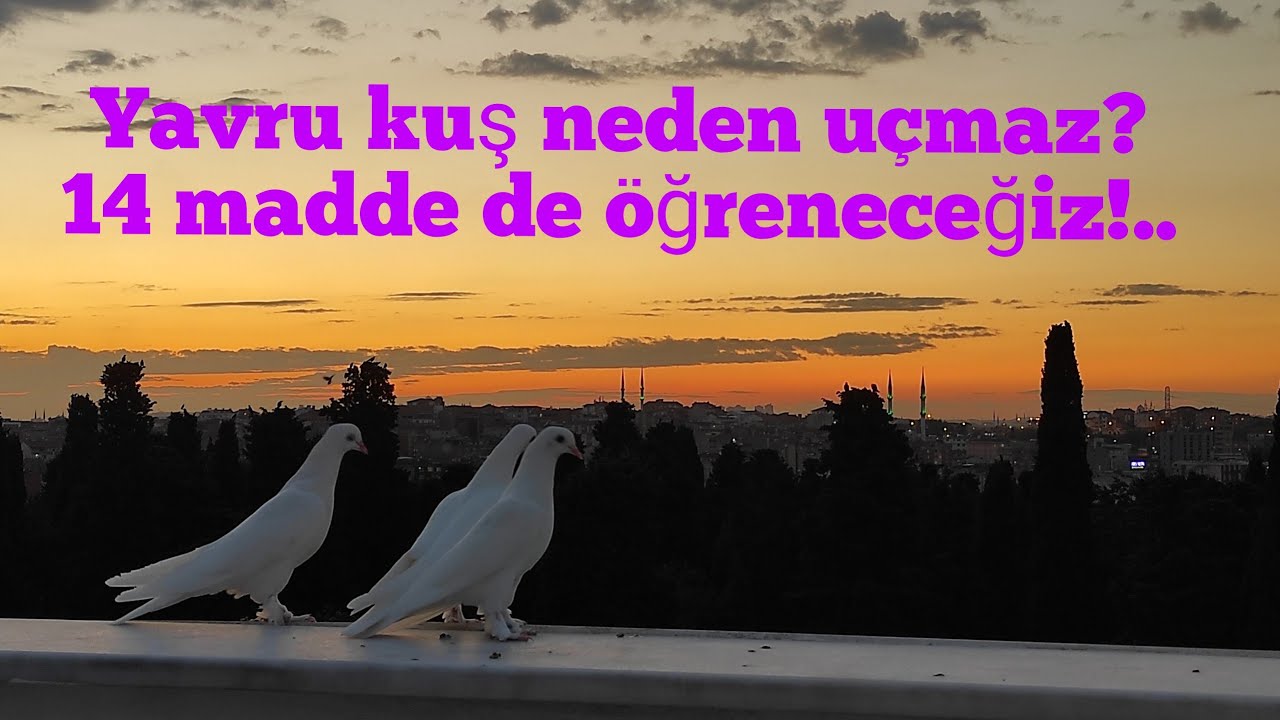 YAVRU KUŞ NEDEN UÇMAZ? 14 MADDE DE ÖĞRENECEĞİZ!.. (Gerçek Kuşçu olmak isteyenler izlesin)
