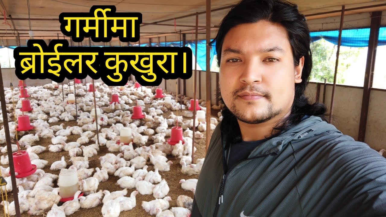 Broiler Farm In Summer | ब्रोईलर कुखुरा।