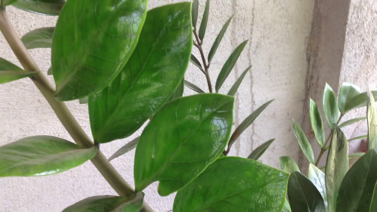 Welcome Plant ( Hobby since Quarantine)