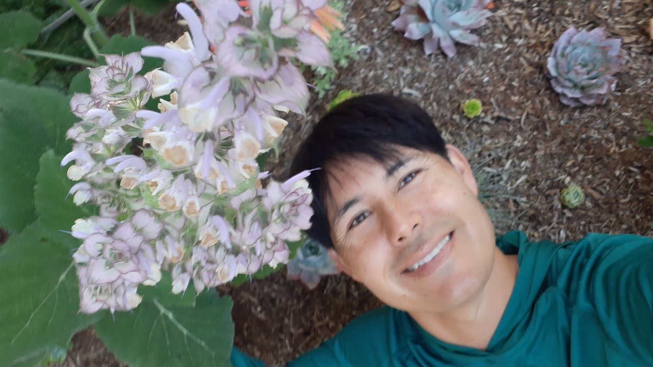 Salvia sclarea - Clary Sage care