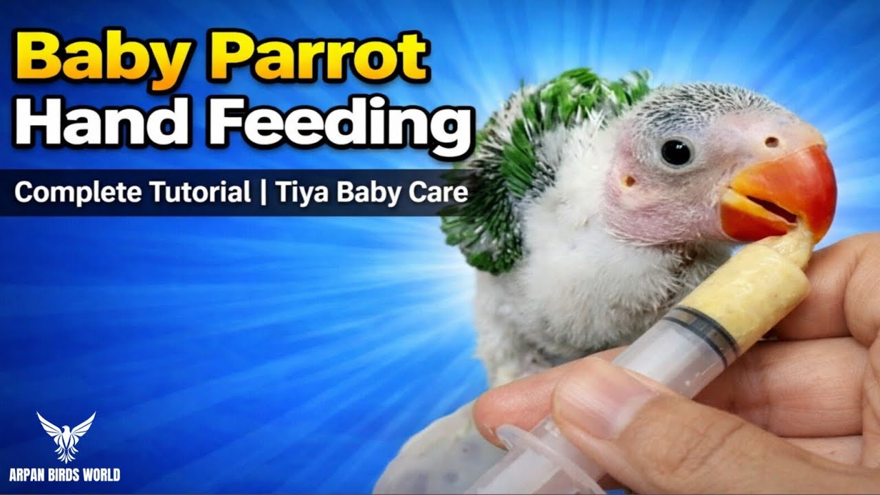 Baby Parrot Hand Feeding Ka Complete Tutorial | Tiya Baby Care