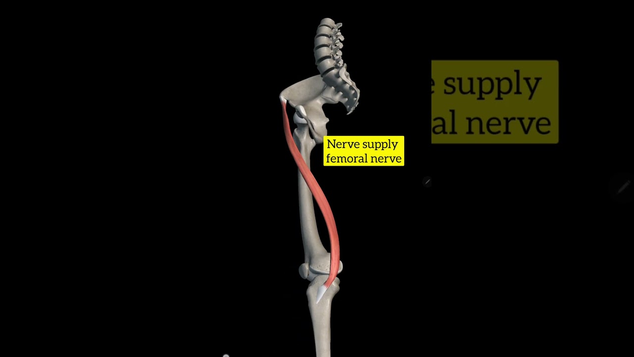 Sartorius muscle with origin insertion 