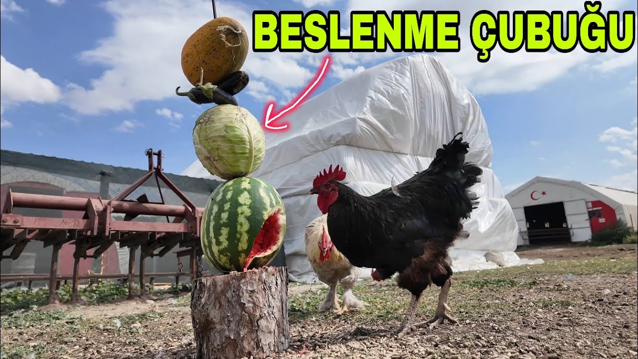 BU BULUŞ TAVUKLARI KURTARDI..KUTU ACILIMI.B**K İŞİ TEKRAR BAŞLADI