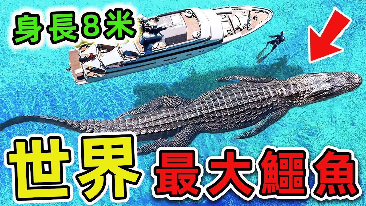 人類史上最大的10個超級鱷魚！第一名體長超過8米，把大象直接當食物。|