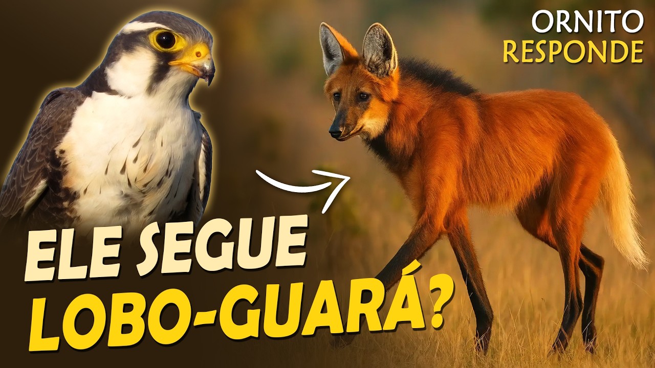 Falcão que segue lobo-guará? Por quê? | Ornitólogo Responde 76