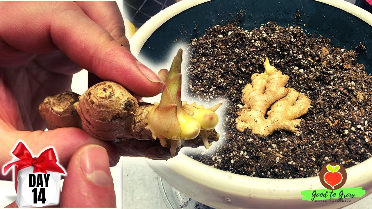 Growing Ginger In Containers in Zone 5 Wisconsin! - and it's DAY 14 of our 31 Days of Giving