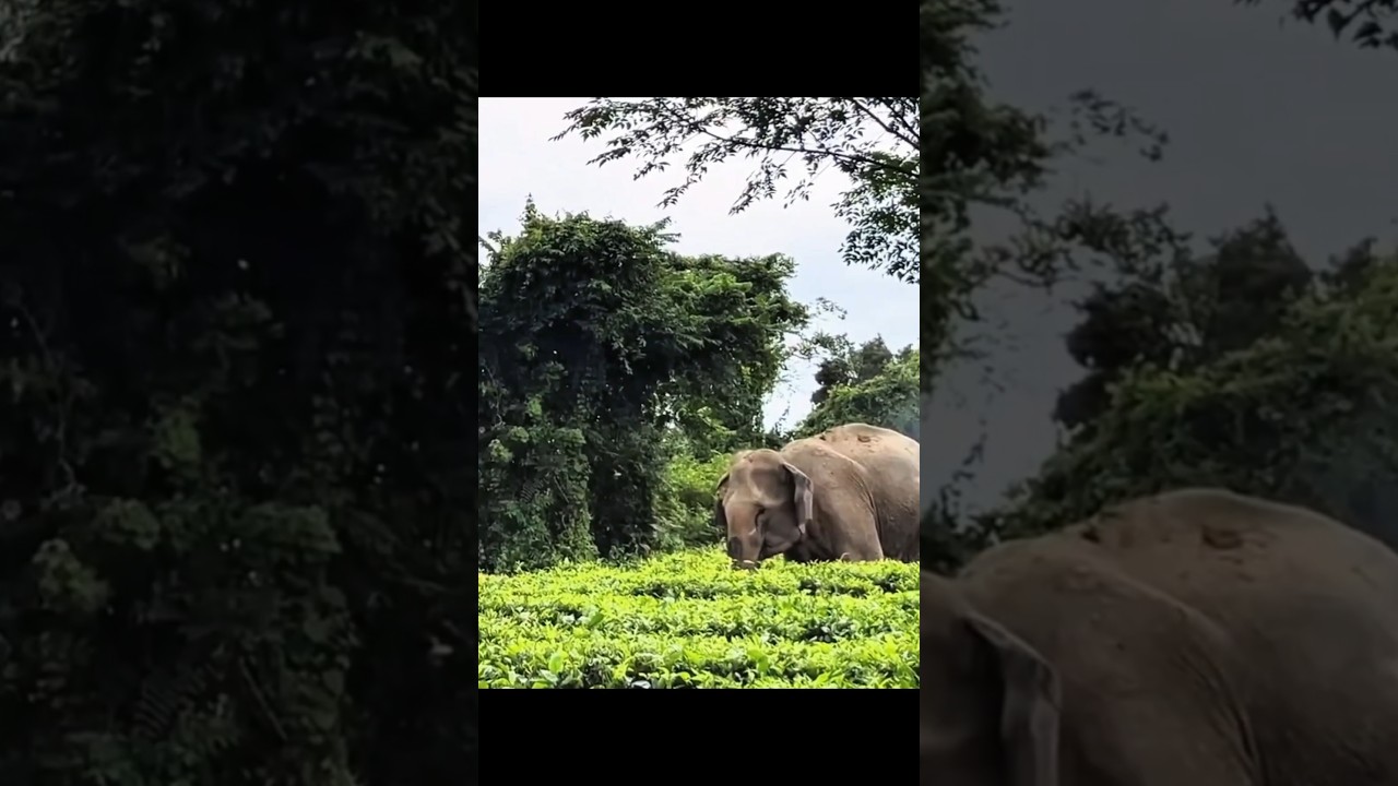 Mother Elephant Risks Everything to Save Her Trapped Baby 🐘❤️