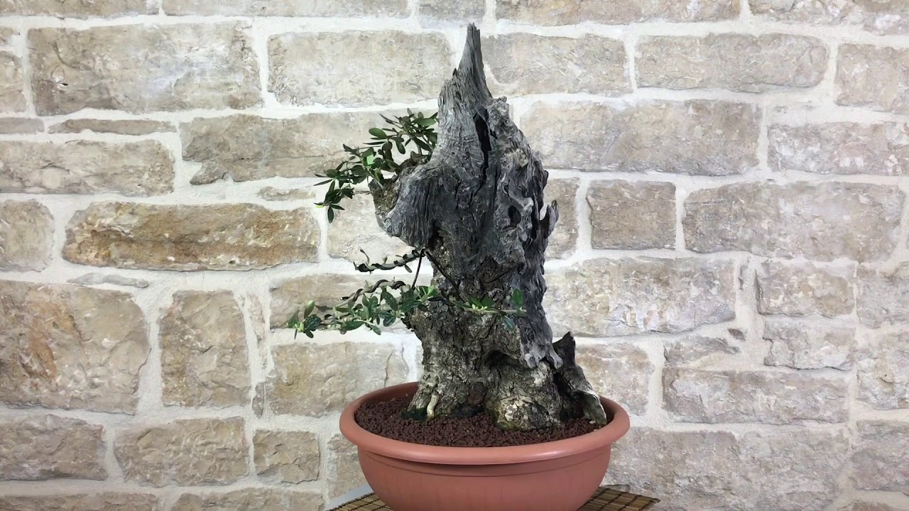 Bonsai Yamadori di Olivastro 151 - Pollice Verde Store