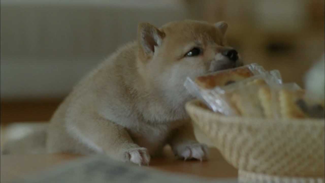 60s CM 積水ハウス 家はLOVE SONG篇 柴犬 ♪村上ゆき