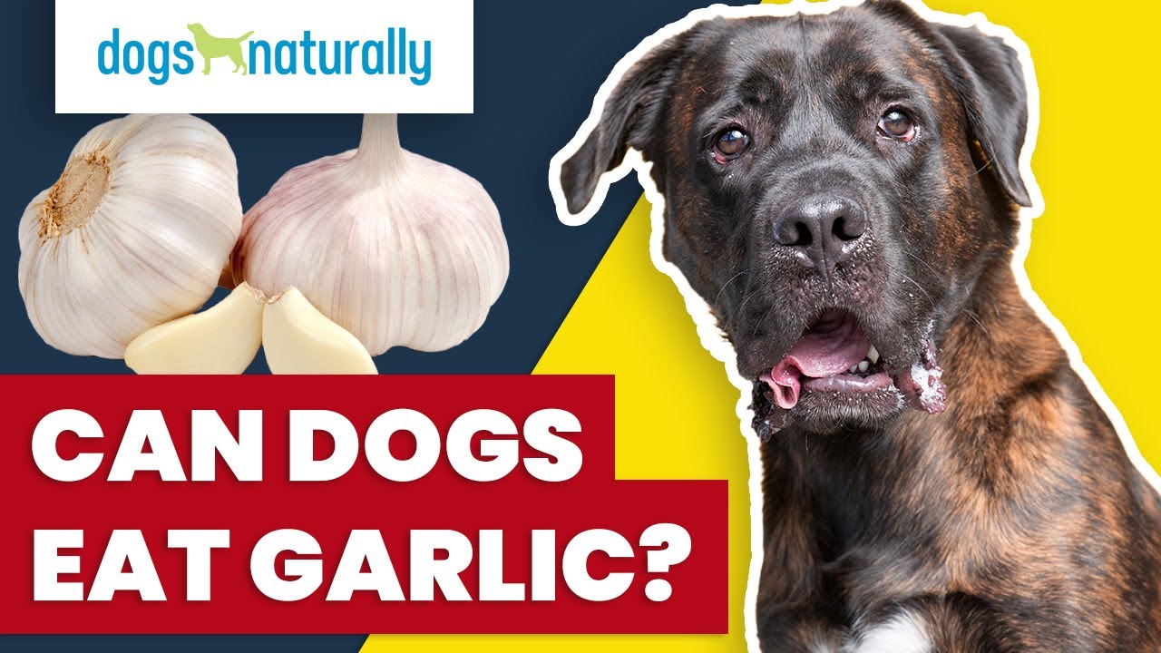 Can Dogs Eat Garlic?