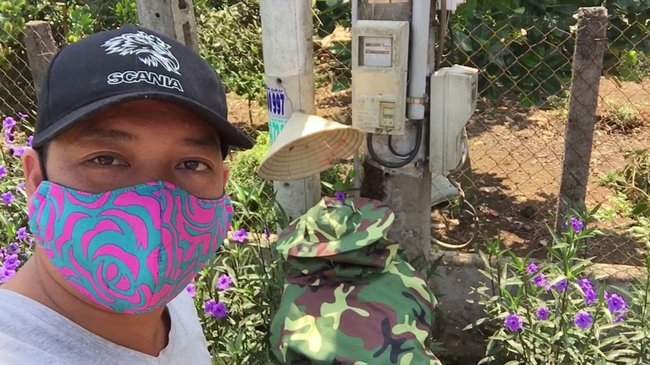 Wild Bees in An Utility Pole